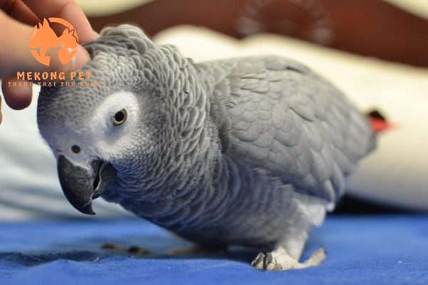 Vẹt xám châu Phi non bao lâu biết nói nhanh nhất?